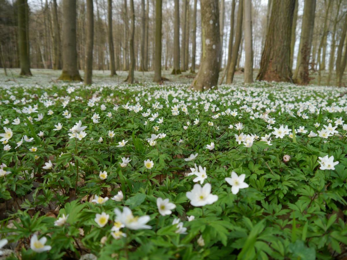 Ferienhaus-Uckermarkblick Rosenow  Buitenkant foto
